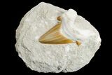 Eocene Otodus Shark Tooth Fossil in Rock - Huge Tooth! #171286-1